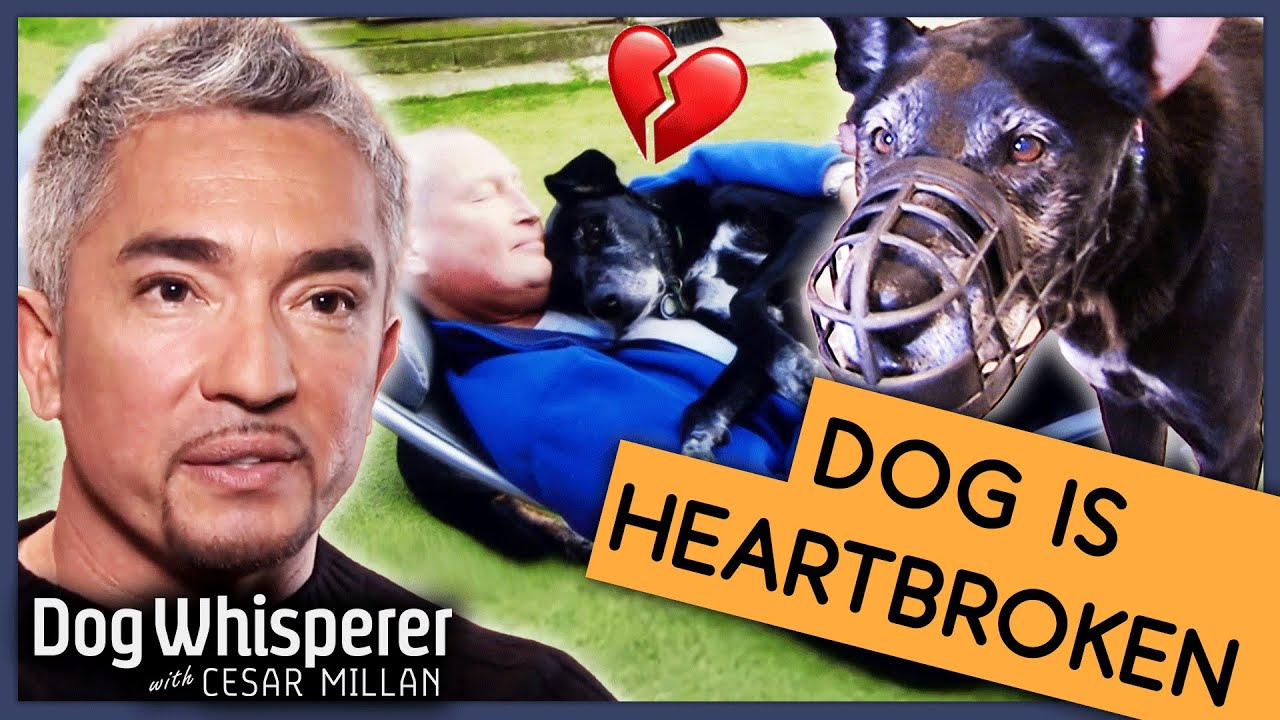 Dog's Worrying Behavior Fuelled By Tragic Loss Of Owner  | Full Episode | S9 Ep 2 | Dog Whisperer