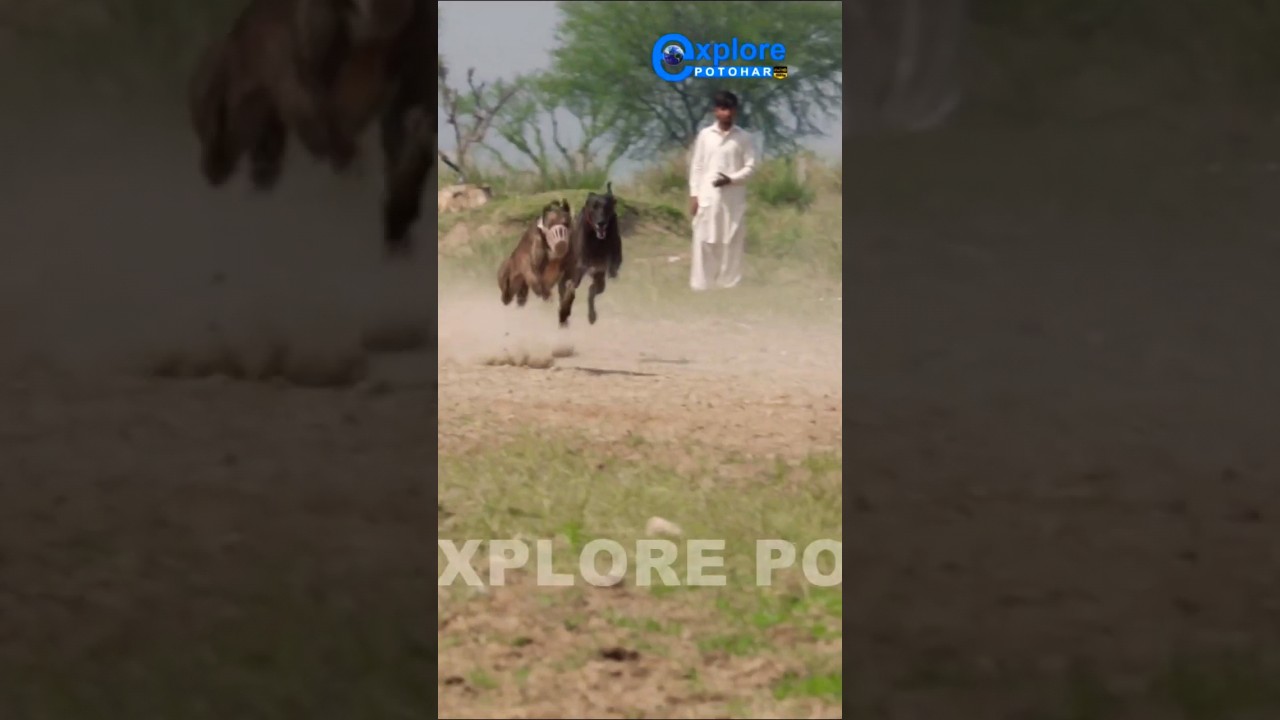 Super Speed Racing Dogs Greyhound | Greyhound Track Race #dog
