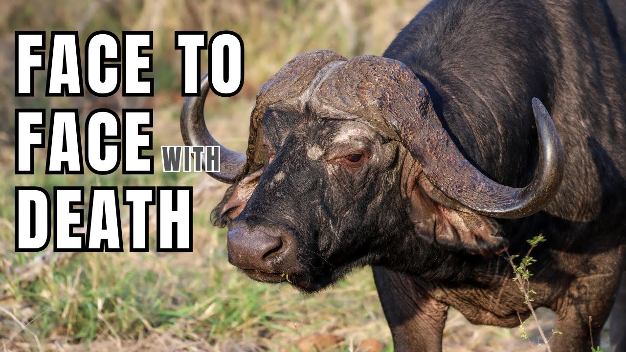 Cape Buffalo Hunting in Zimbabwe | Heart-Pounding Dangerous Game Safari Adventure