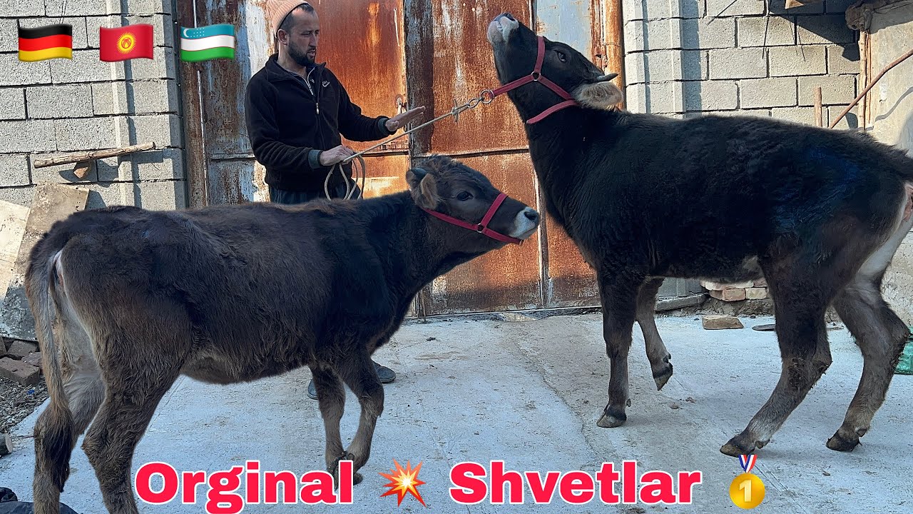 Shvet 💥 G'unojinlar 🥇 Orginallari || Abduqodir Akadan ✅