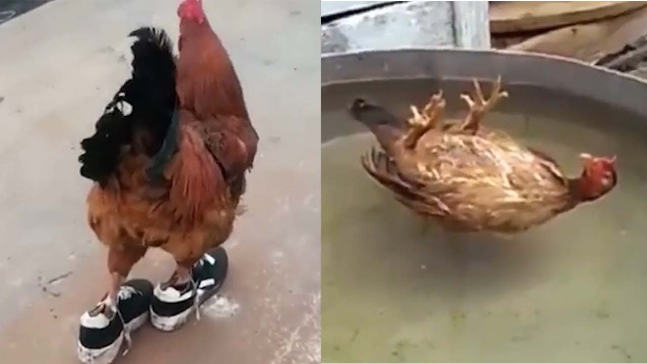 Funny Chicken videos TikTok 2021 and dog | Try to not laugh