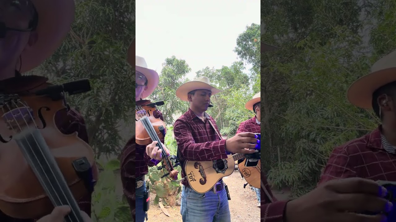 Sergio El Bailador - Trío Dinastía Tamaulipeca (En Vivo) 