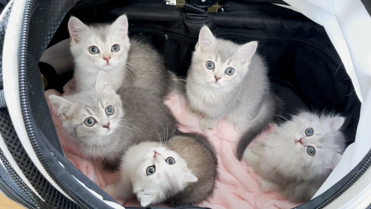 Five kittens go to the animal hospital for the first time.