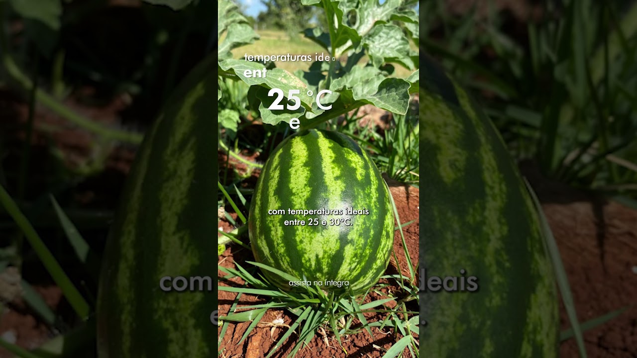 COMO PLANTAR MELANCIAS?