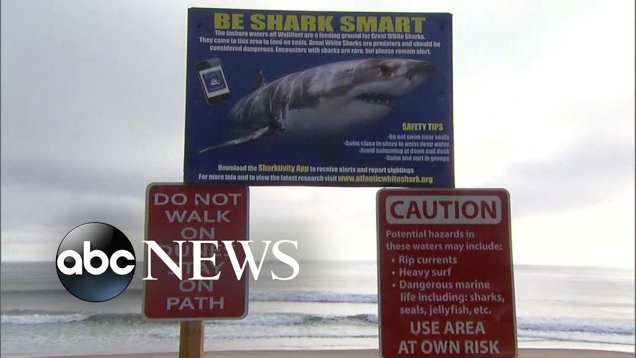 Friend describes trying to save bodyboarder attacked by shark