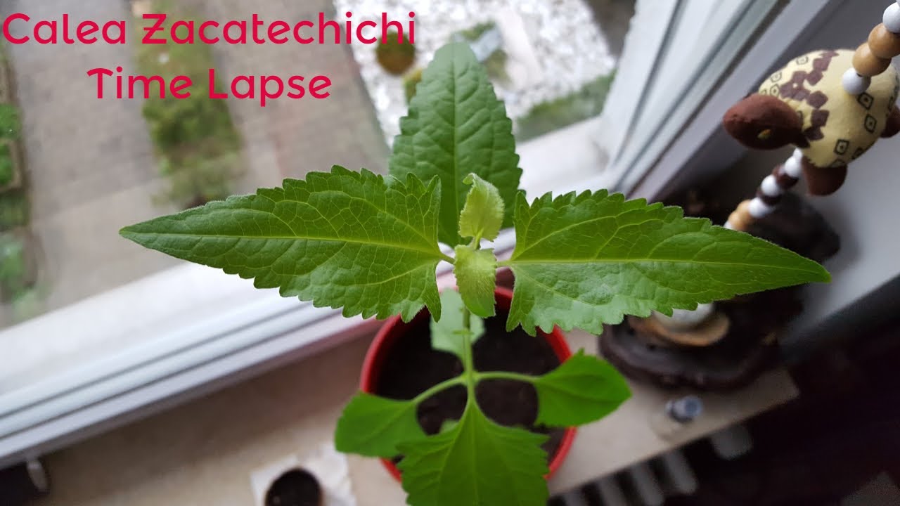 Calea Zacatechichi (Calea Ternifolia) - Time Lapse (76 Days)