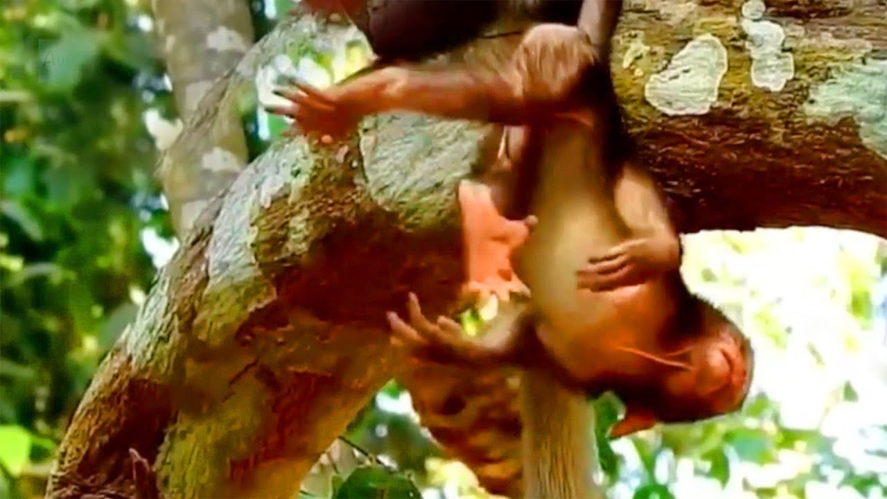 Please Save Me , Mommy..! The T-e-r-r-i-f-ied Monkey Calling Everyone To Help Him On The Tree