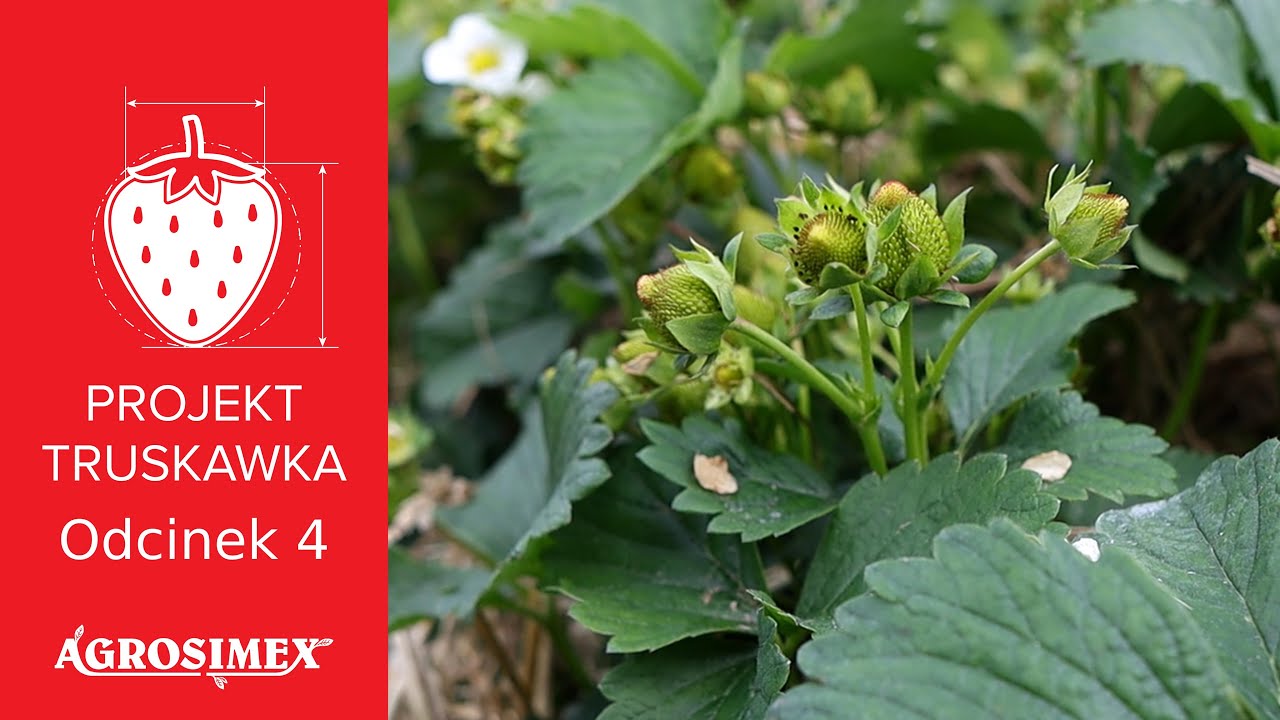 Zabiegi podczas fazy wzrostu owoców – Projekt Truskawka, odcinek 4