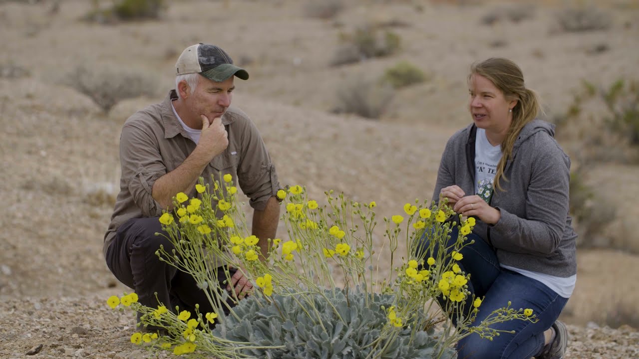 Only in Southern Nevada: Rare & Endangered Desert Plants | Outdoor Nevada