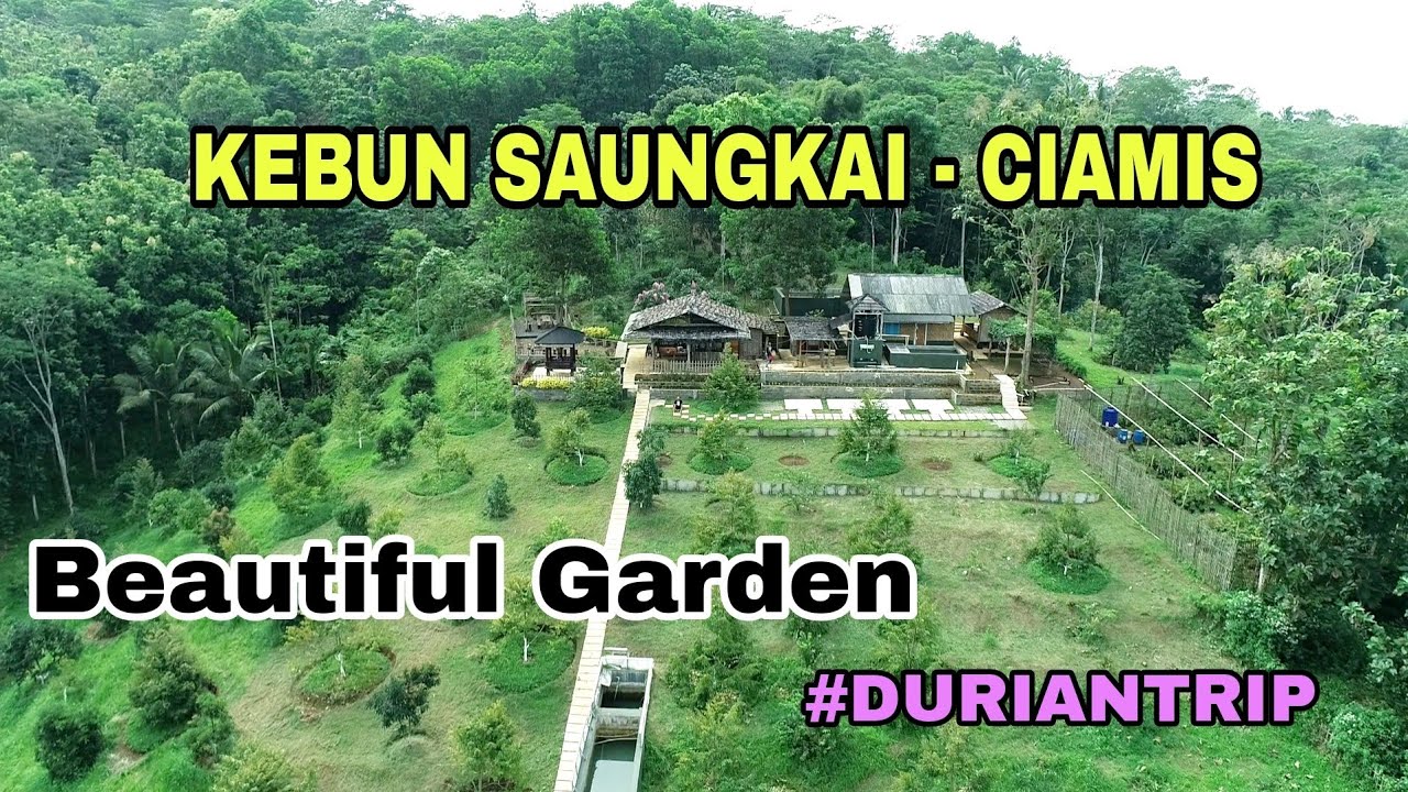 KEBUN DURIAN SAUNGKAI - CIAMIS #musangking #durian #petani #tasikmalaya #ciamis