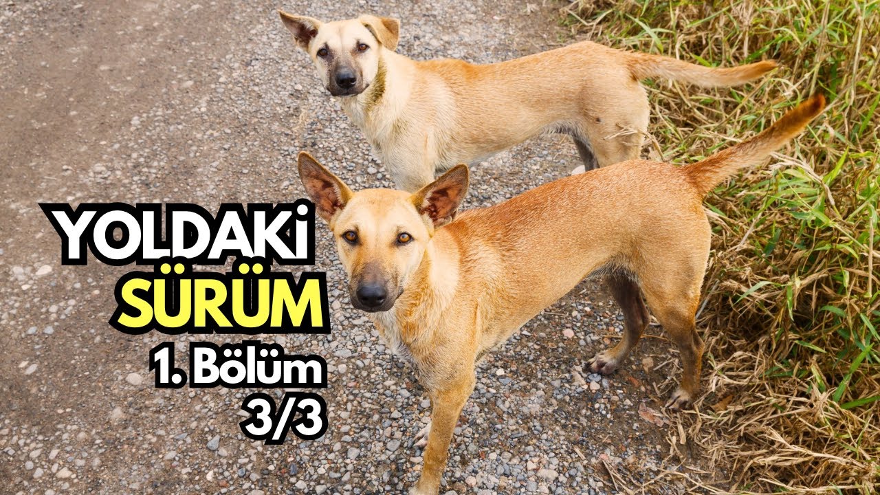 Yoldaki Sürüm 1.Bölüm #köpek #belgesel #köpekadam #çağrıaracı #köpekbedendili 3/3