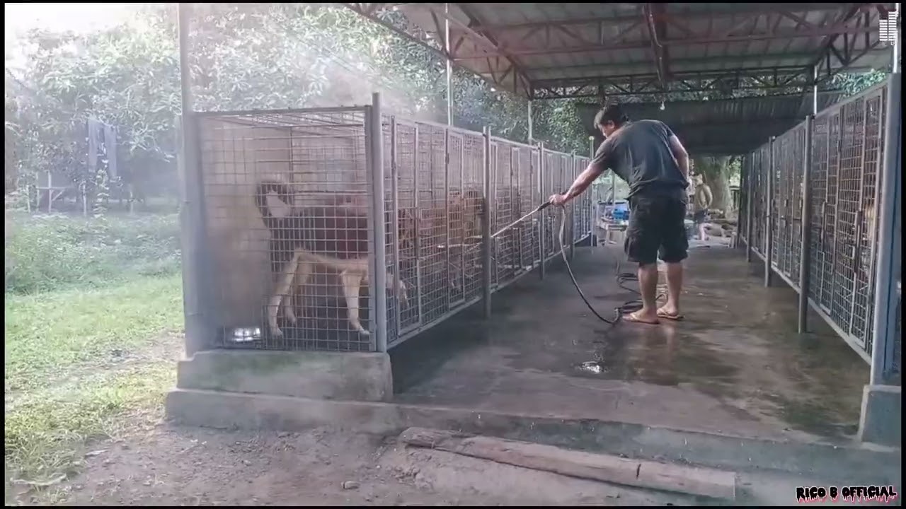 EP.15:MAGLINIS TAYO NG KULUNGAN NG MGA ASO.