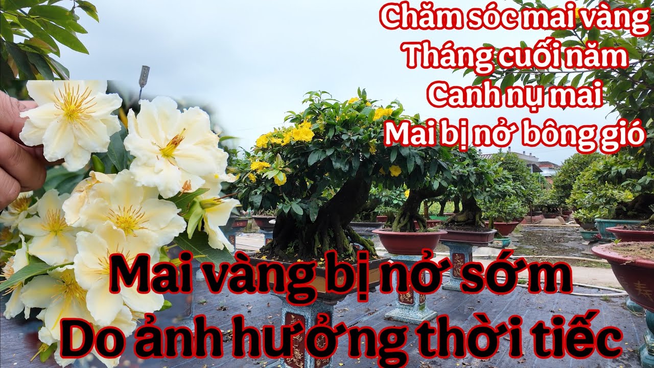 mai vàng bị nở hoa gió ( chia sẽ ace chăm mai vàng tháng cuối năm )