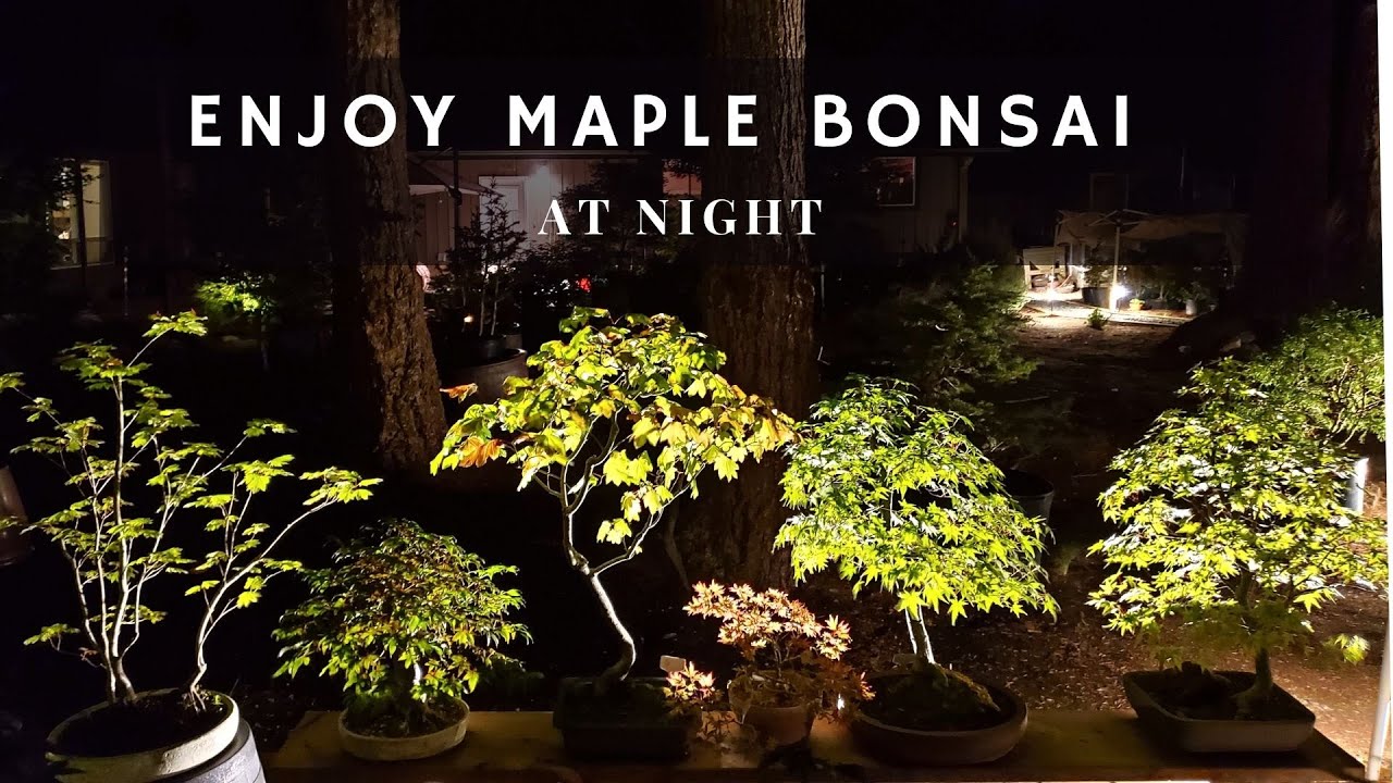 Enjoy Japanese Maples at Night