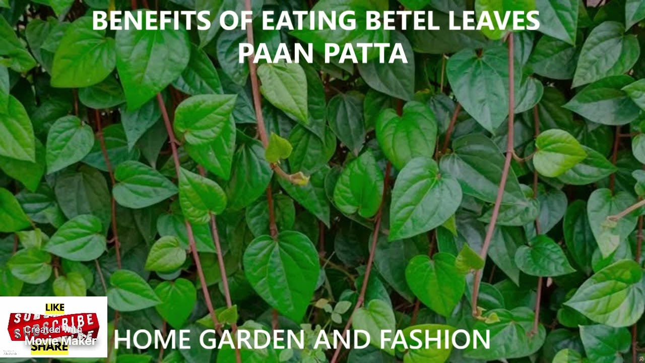 BETEL LEAVES ALL YOU NEED TO KNOW||BETEL LEAVES ARE EXTREMELY USEFUL FOR US||HOME GARDEN AND FASHION