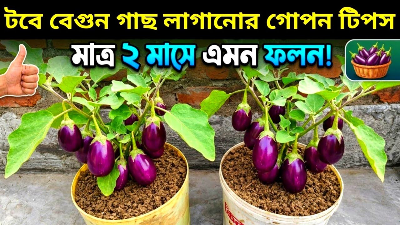 টবে চায়না বেগুন লাগানো ও চাষের সঠিক পদ্ধতি এবং বিশেষ যত্ন | টব প্রস্তুত থেকে চারা রোপণ।