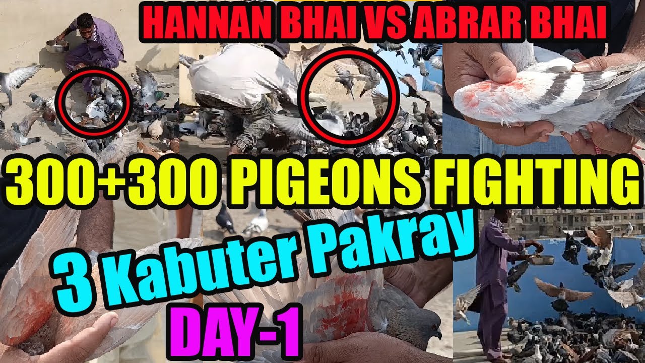 300+300 Kabooteron Ki Larrayya DAY-1 Hannan VS Abrar 3 Kabootar Pakray Catching 3 Gola Pigeons Loft