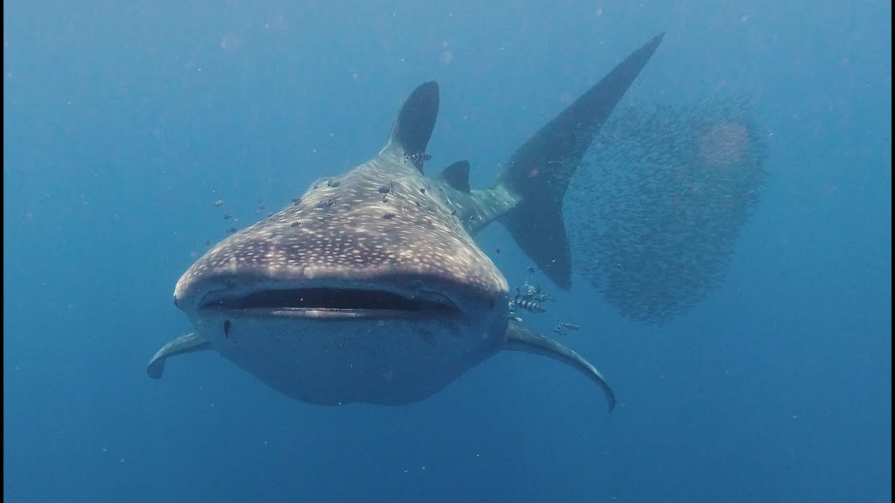 The Azores - Diving - 2020