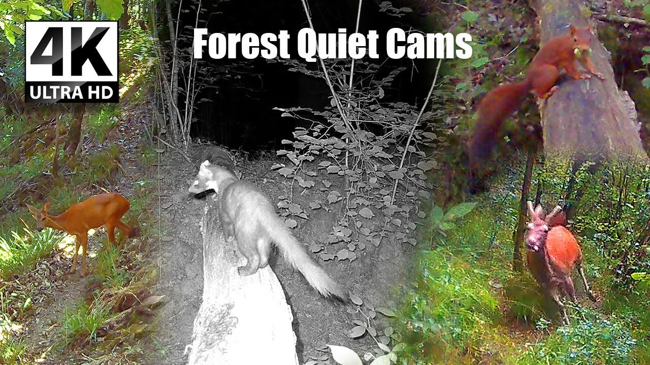 The Night the Forest Wouldn’t Calm Down