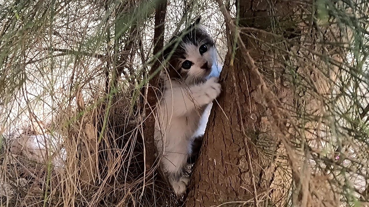 i found a Beautiful stray little Kitten: I want to help & adopt her🐾