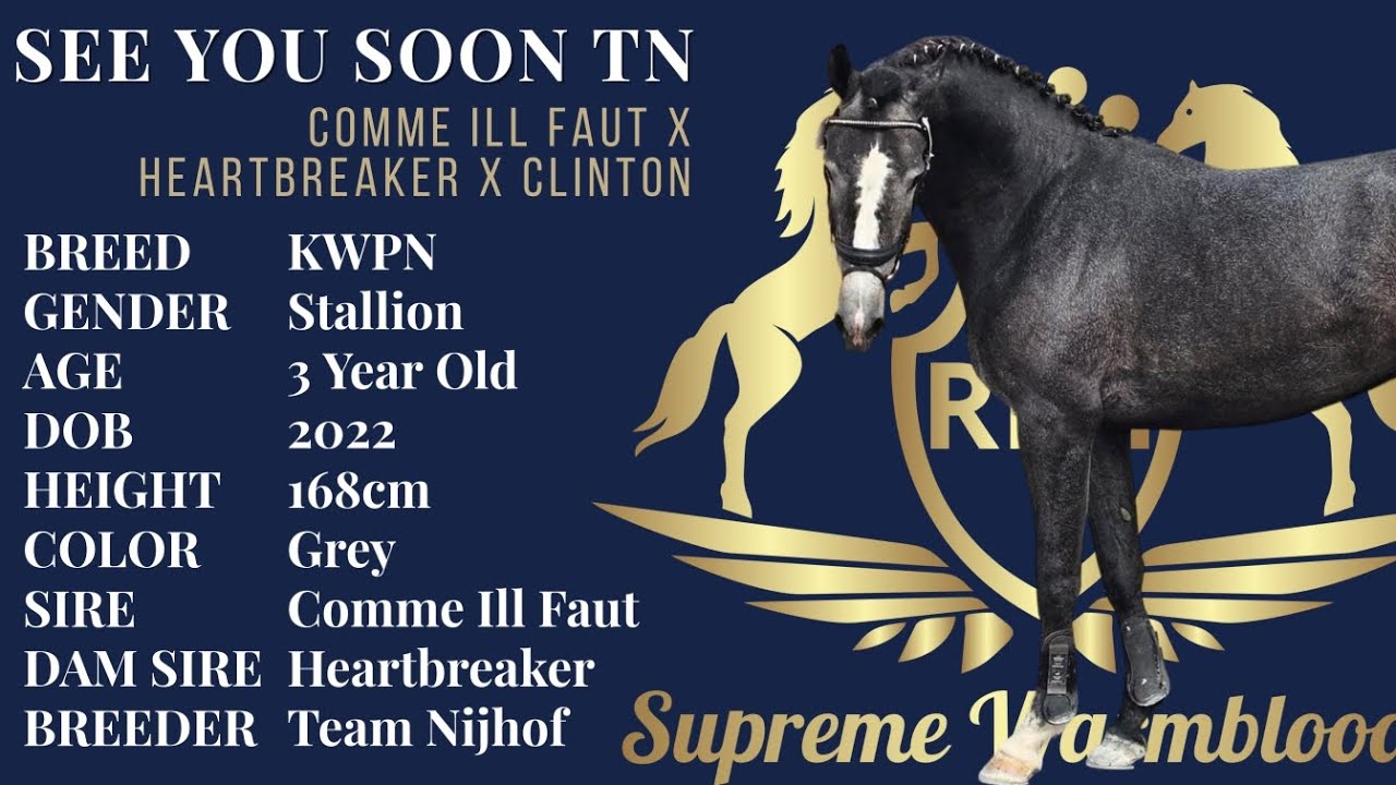 SEE YOU SOON TN - Comme Ill Faut X Heartbreaker X Clinton - 3 Year Old Grey KWPN Stallion