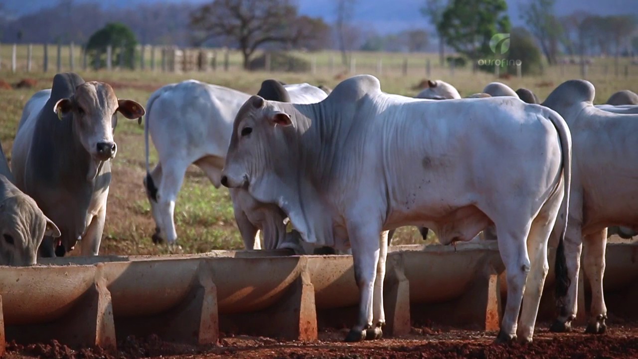 O sistema pecuário de Amarildo Merotti - Engorda bovina