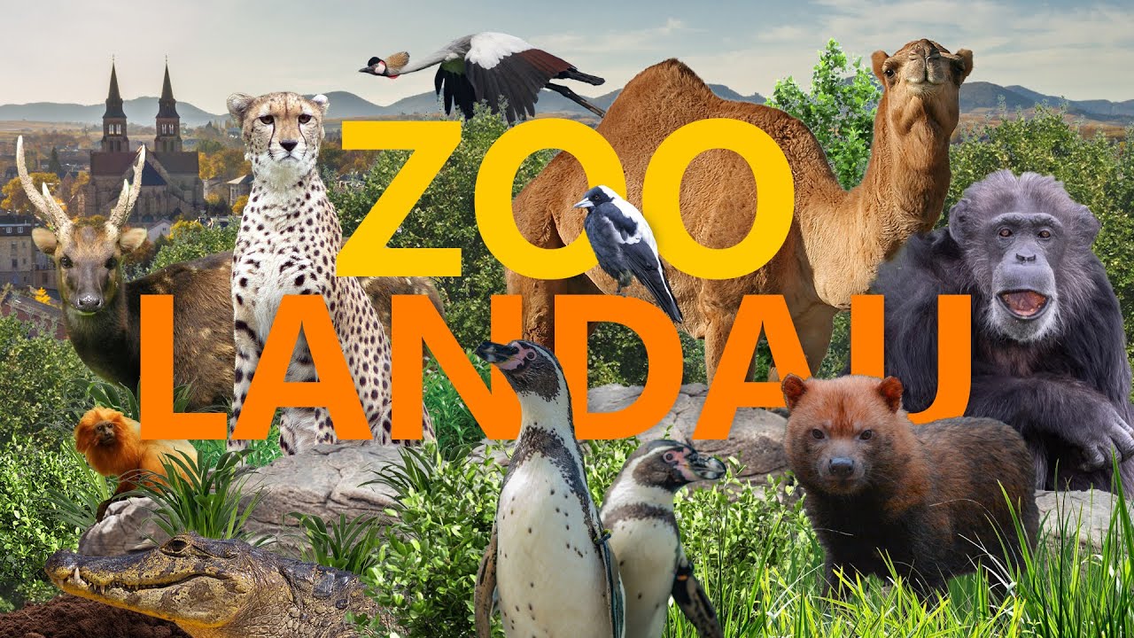 Zoo Landau - der schönste Zoo in Rheinland-Pfalz? | Zoo-Eindruck