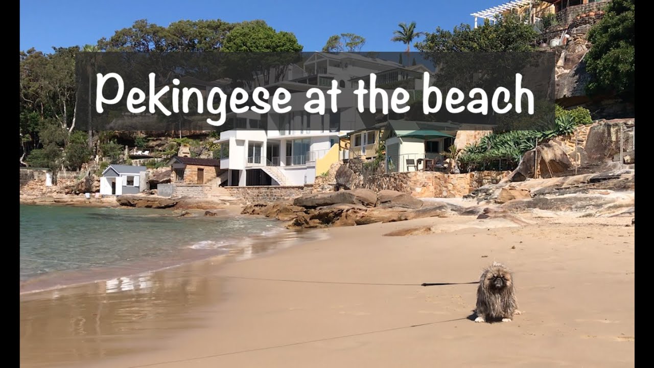 TAKING A PEKE TO THE BEACH | Dannica’s Lifestyle