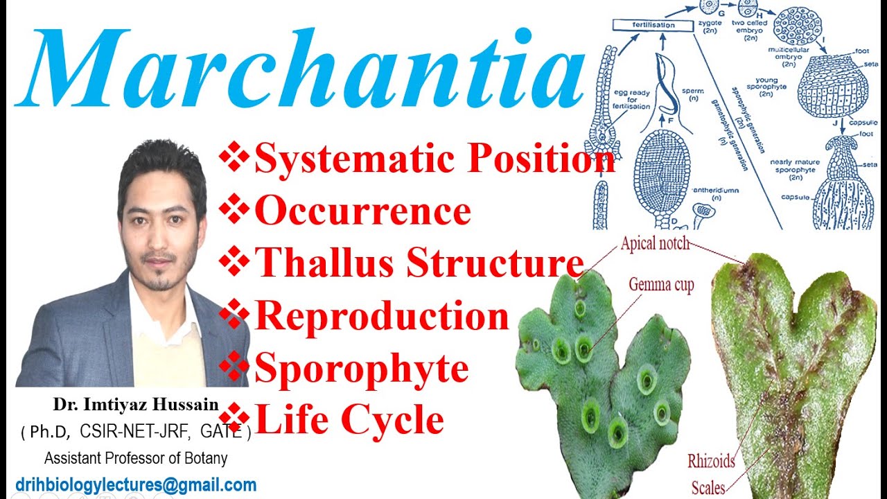 Marchantia Life Cycle  Systematic Position Occurrence Reproduction Thallus Structure Sporophyte