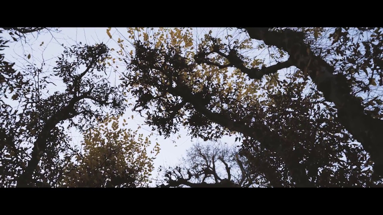 Walid Gorgy - Director - der letzte herbsttag