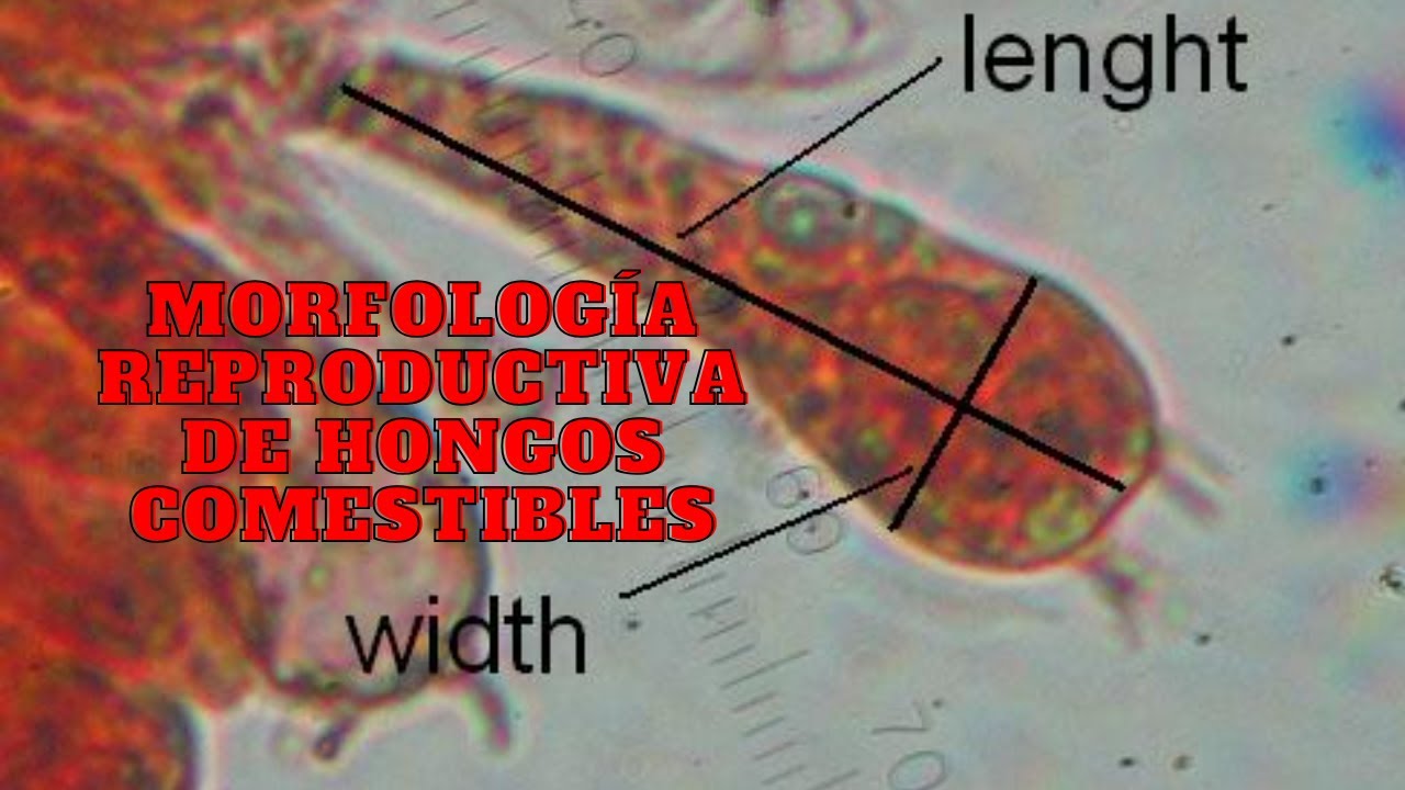 Morfología Reproductiva de Hongos | Curso de Introducción a la Micología de Hongos de Cultivo #4