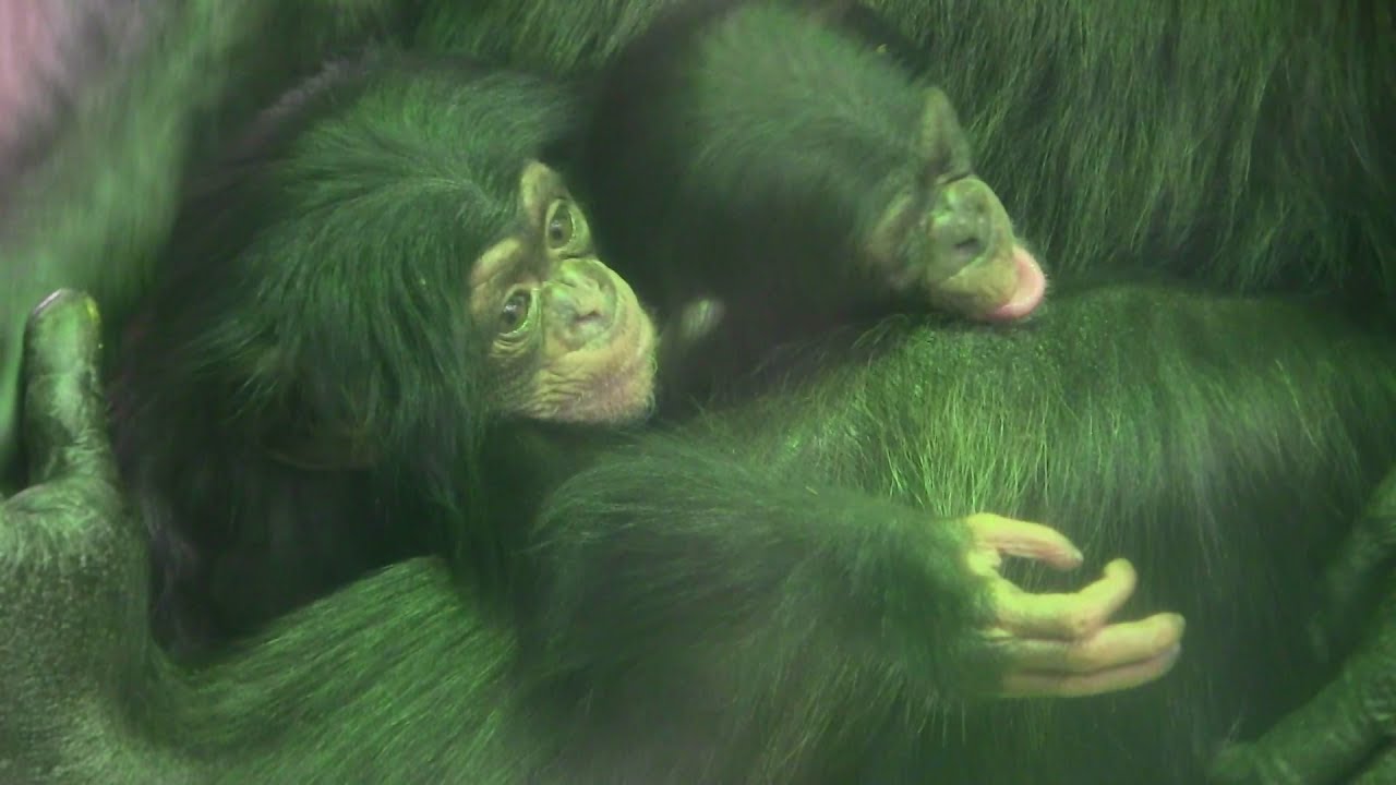 東山チンパンジー 双子の赤ちゃん 17  Chimpanzee twin baby