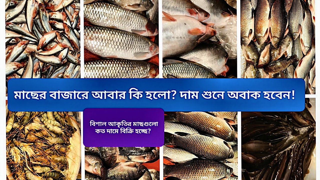 আজ মাছের দাম আকাশছোঁয়া! কেন বাড়লো দাম? Fish Market Price BD.@Pricepointbd-r9f #viral #fishing #news 
