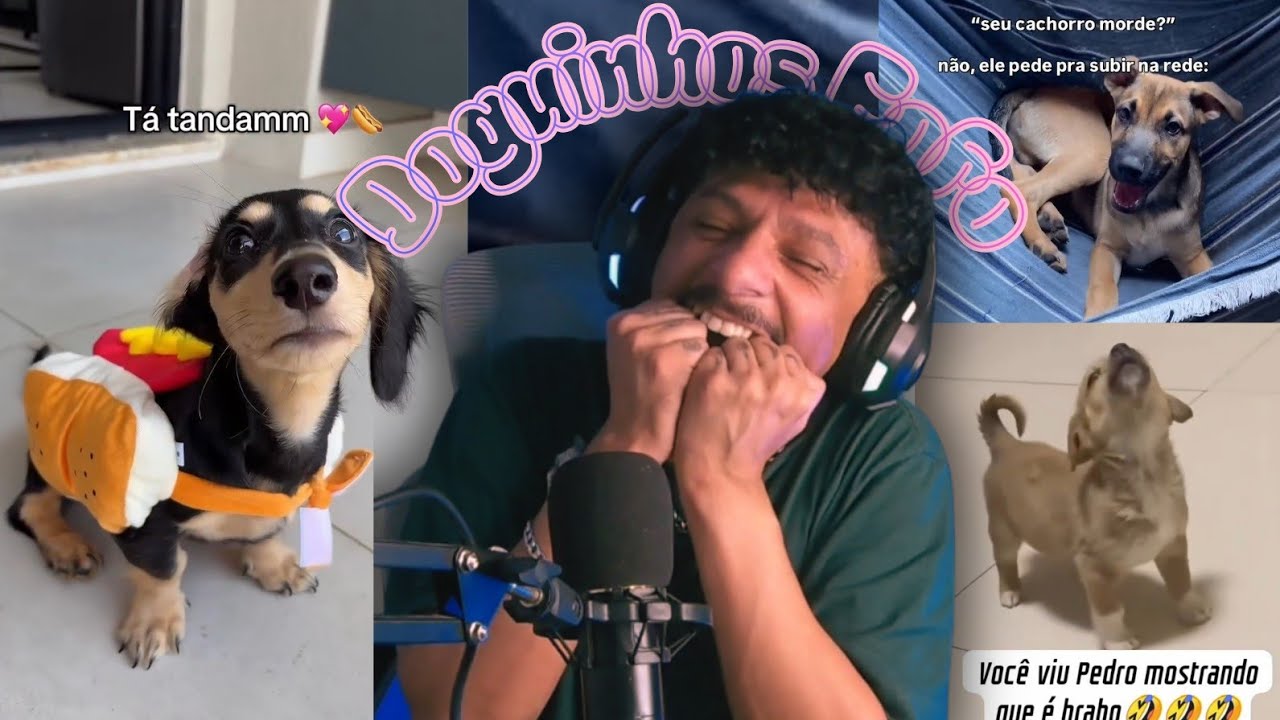React Doguinhos fofos 🐶🐾 (vídeo de segunda na terça com atraso)🤫🤭