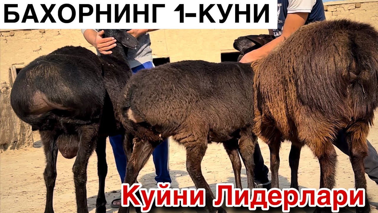 БОЗОРДАН ЗУР КУЙЛАР! ☎️+998 991281850 ☎️+998993580608