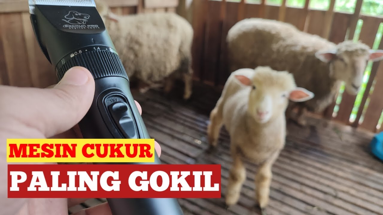 Rekomendasi Mesin Cukur Domba, Murah Berkualitas Tanpa Ribet Cari Colokan BAROUN P7