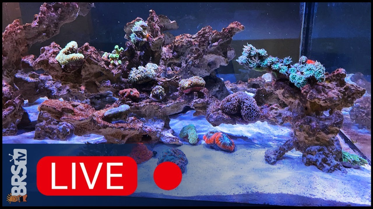 A Year of Hard Lessons. Avoid Them if You Can.  Sand vs Bare Bottom Reef Tanks vs Ugly Stage.