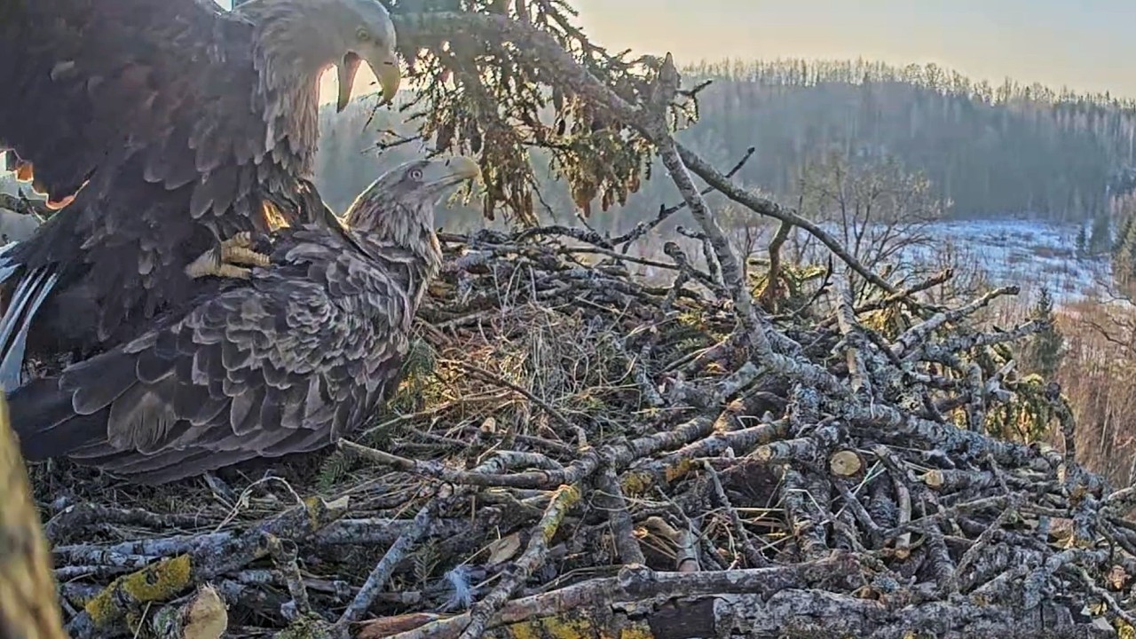 Jūras ērgļis~☺️🥳 Milda and Zorro are finally back! ~8:26 AM 2026/03/10