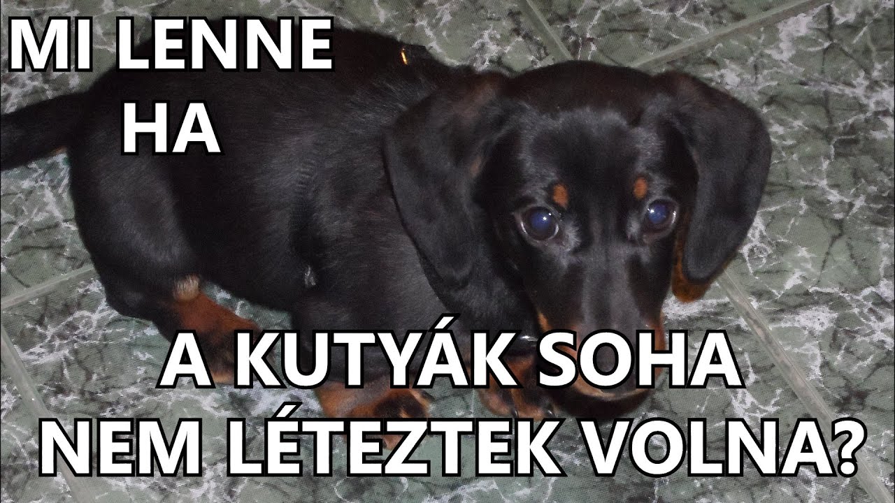 Mi lenne, ha a kuty&aacute;k soha nem l&eacute;teztek volna?