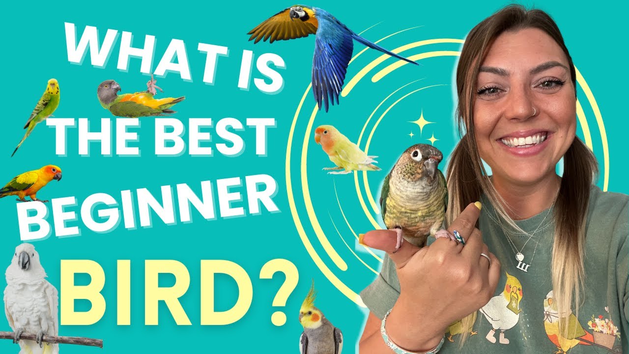 Лучшие птицы для начинающих в качестве домашних питомцев! 👀🦜