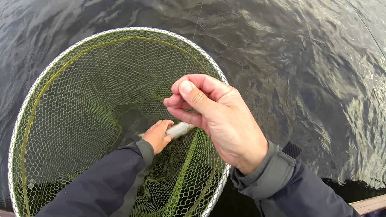 Caenis Fishing Lough Corrib