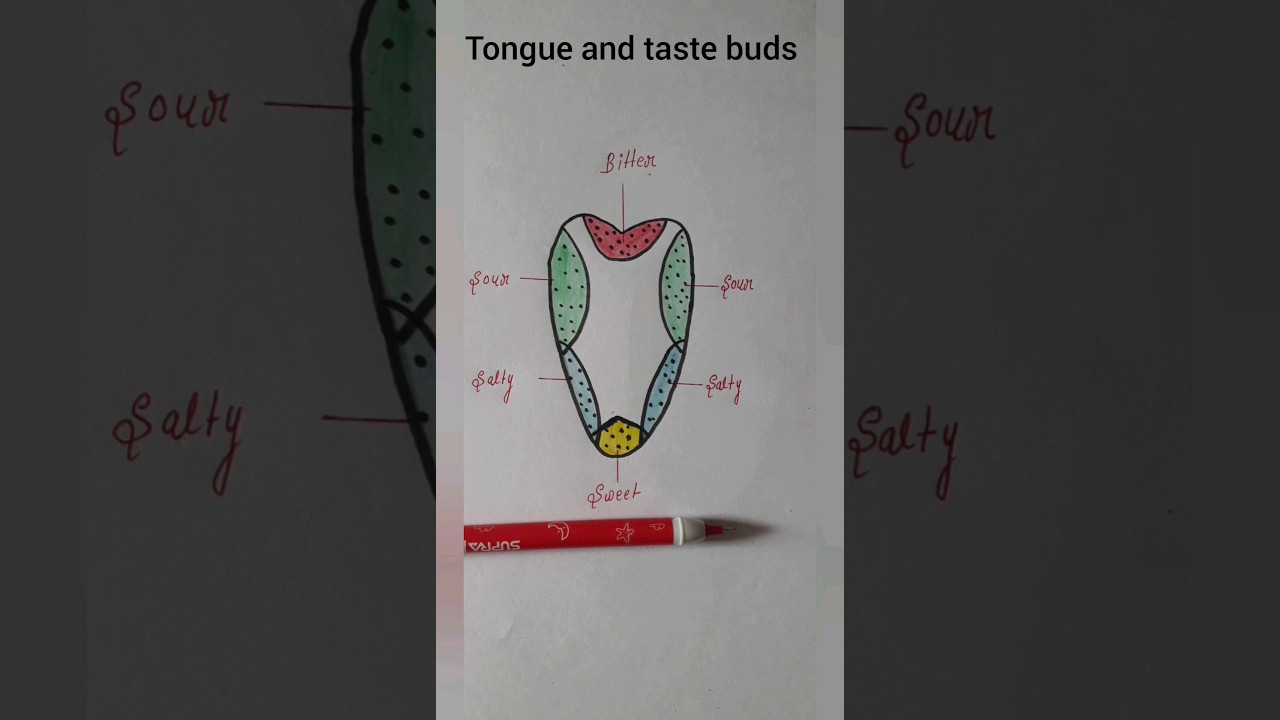 Tongue and taste buds 💫 #easy diagram  # shorts