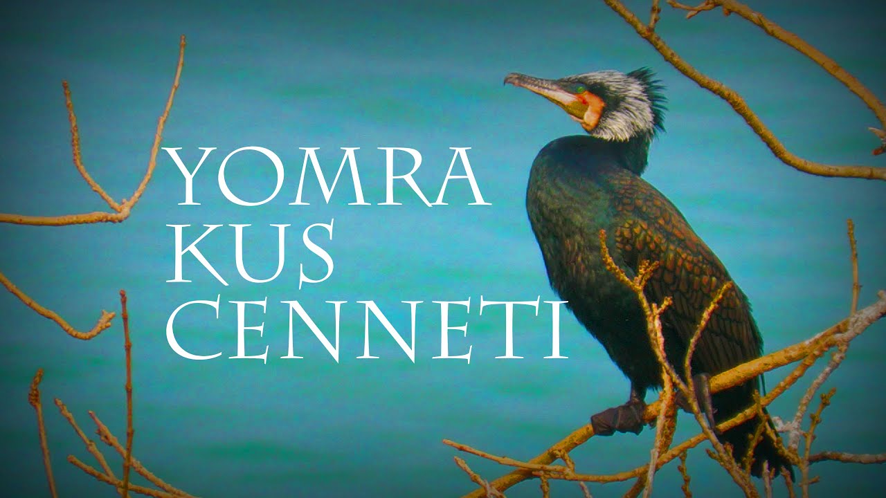 Yomra Kuş Cenneti