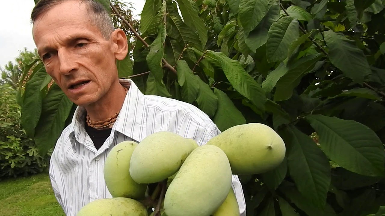 Indián banán, Pawpaw szüretelés Somogyban
