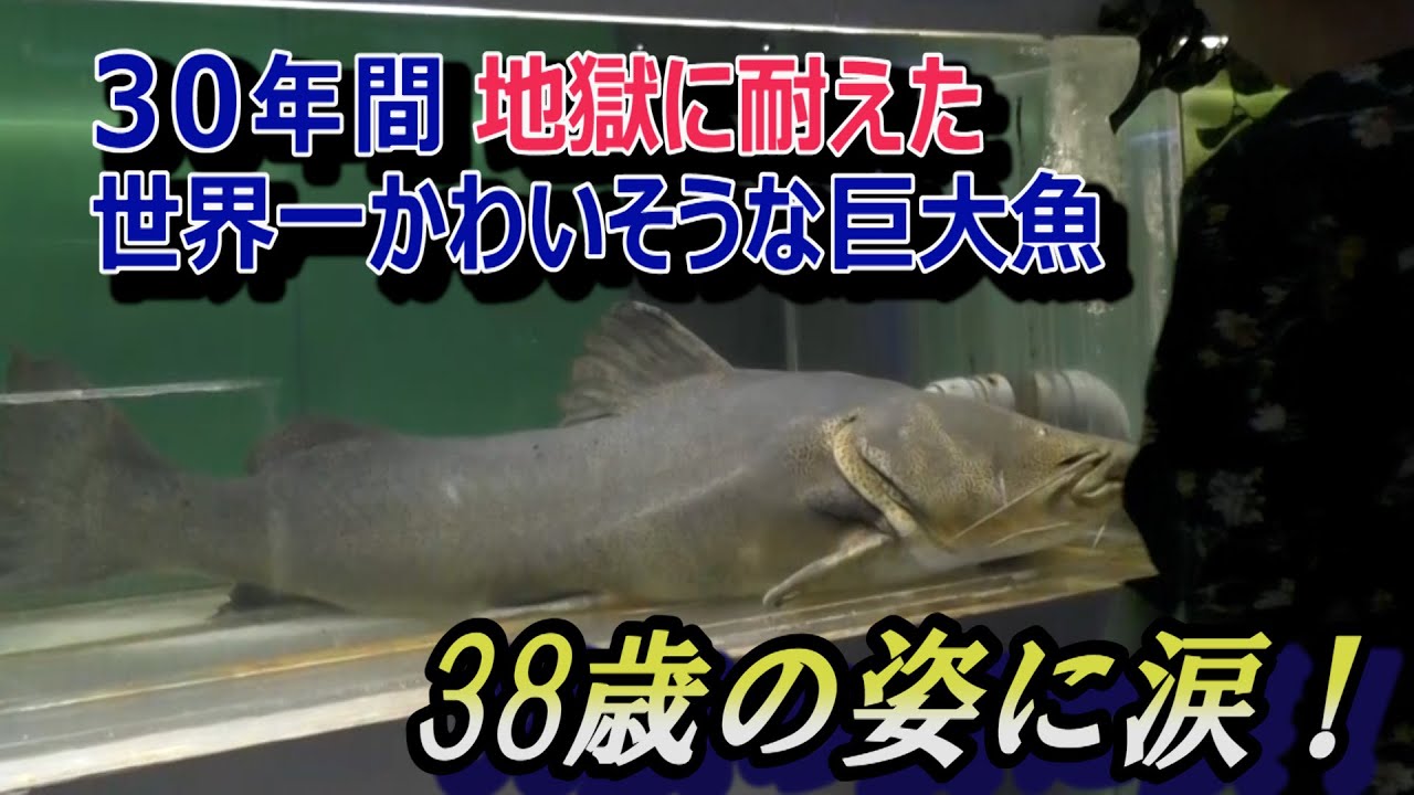東京タワーの中で30年！極小水槽の巨大ナマズ！その現在の姿に涙