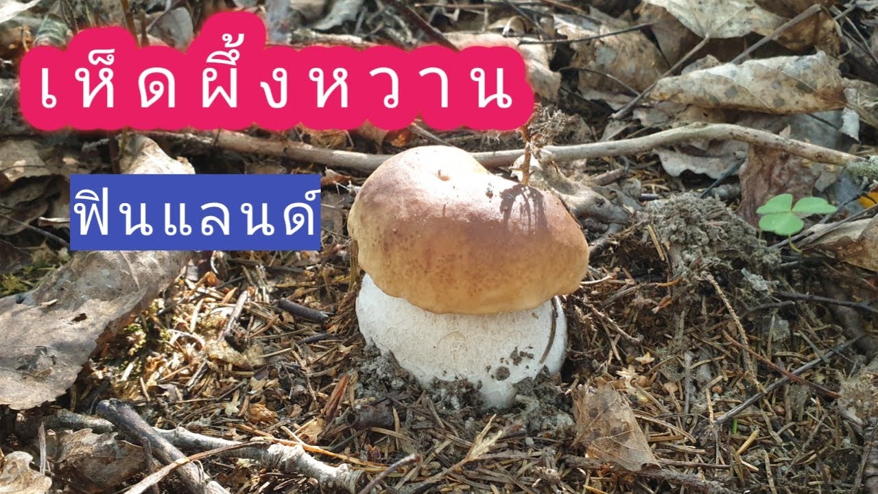 30.8.2019 เก็บเห็ดผึ้งหวาน และเห็ดผึ้งขาลาย กรุบกริบ