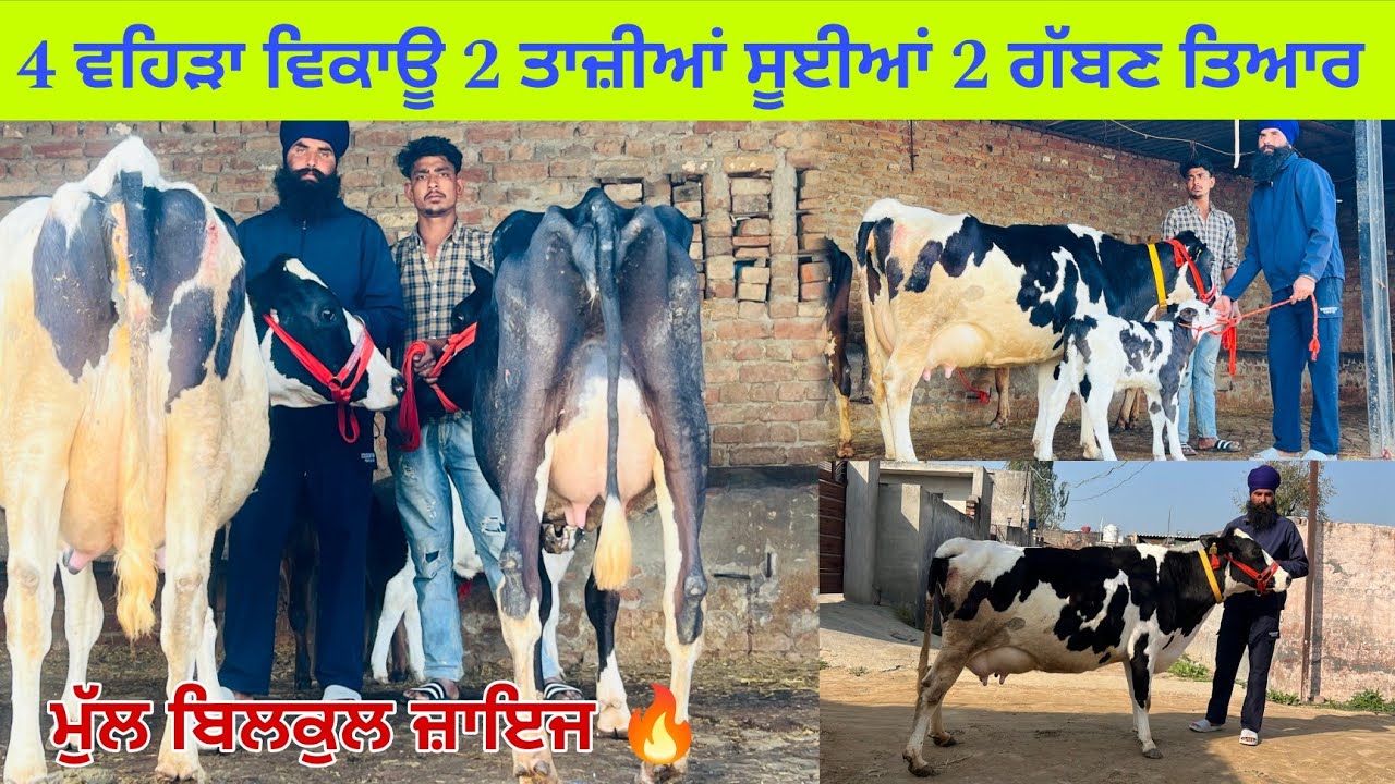 ਜਰਮਨ ਕੋਲ 4 ਵਹਿੜਾ ਵਿਕਾਊ 2 ਤਾਜ਼ੀਆਂ ਸੂਈਆਂ 2 ਗੱਬਣ ਤਿਆਰ ਮੁੱਲ ਬਿਲਕੁਲ ਜ਼ਾਇਜ ਪਿੰਡ ਰੱਤਾ ਗੁੱਦਾ ਤਰਨਤਾਰਨ 