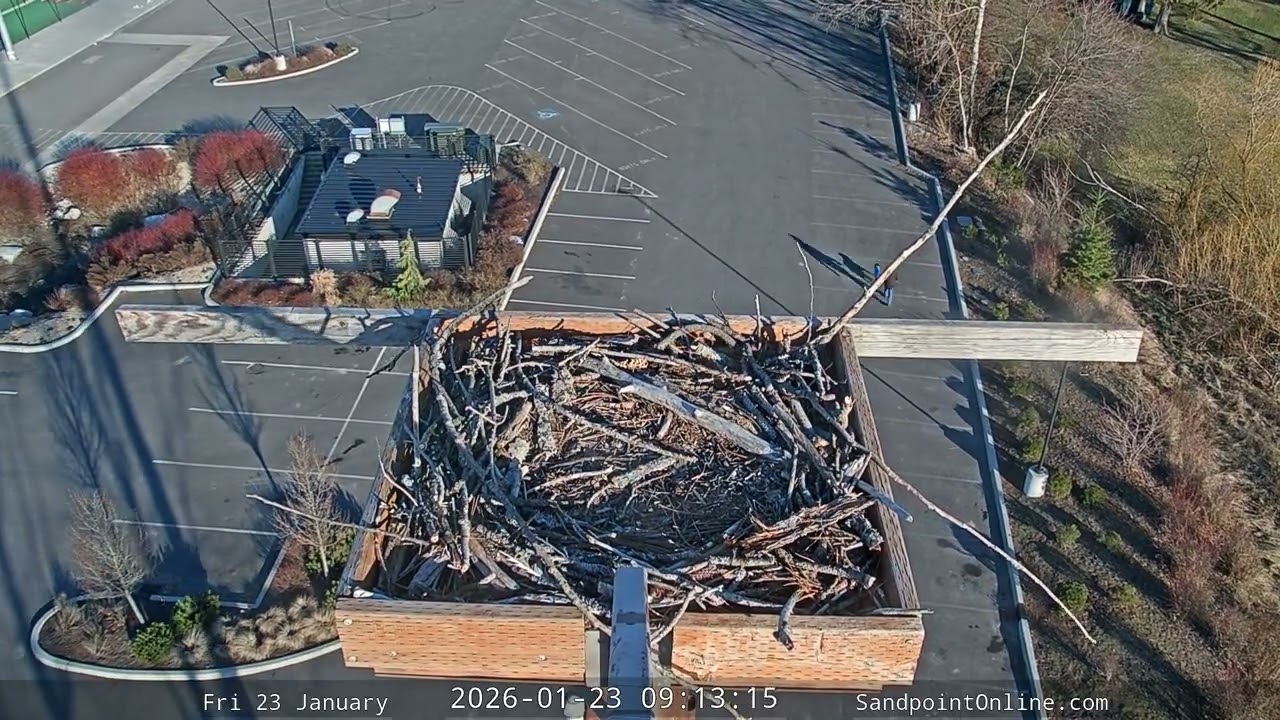 2026-01-23 Sandpoint Online - Osprey Nest Time-lapse