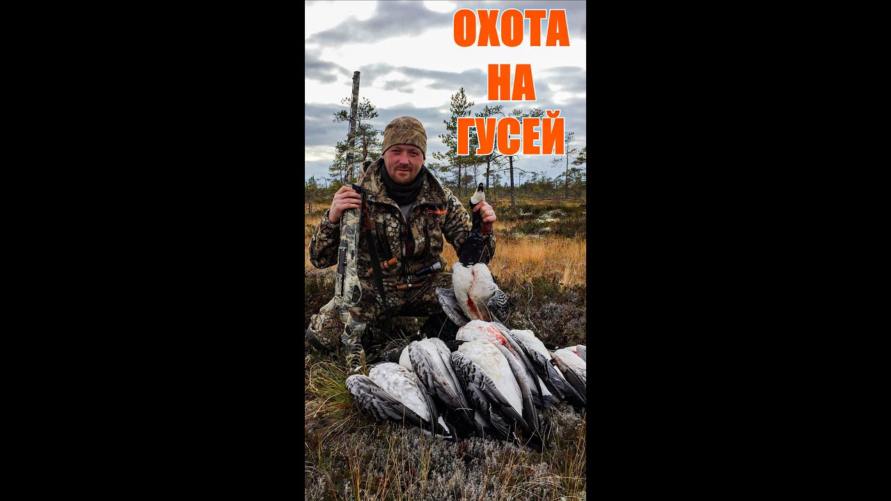 ОХОТА НА ГУСЕЙ!!! СУПЕР НАЛЕТ #shorts
