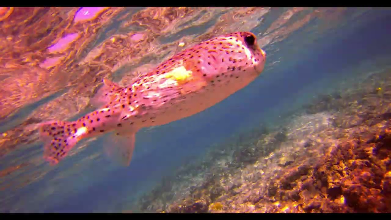 Hawaii Snorkeling 2026